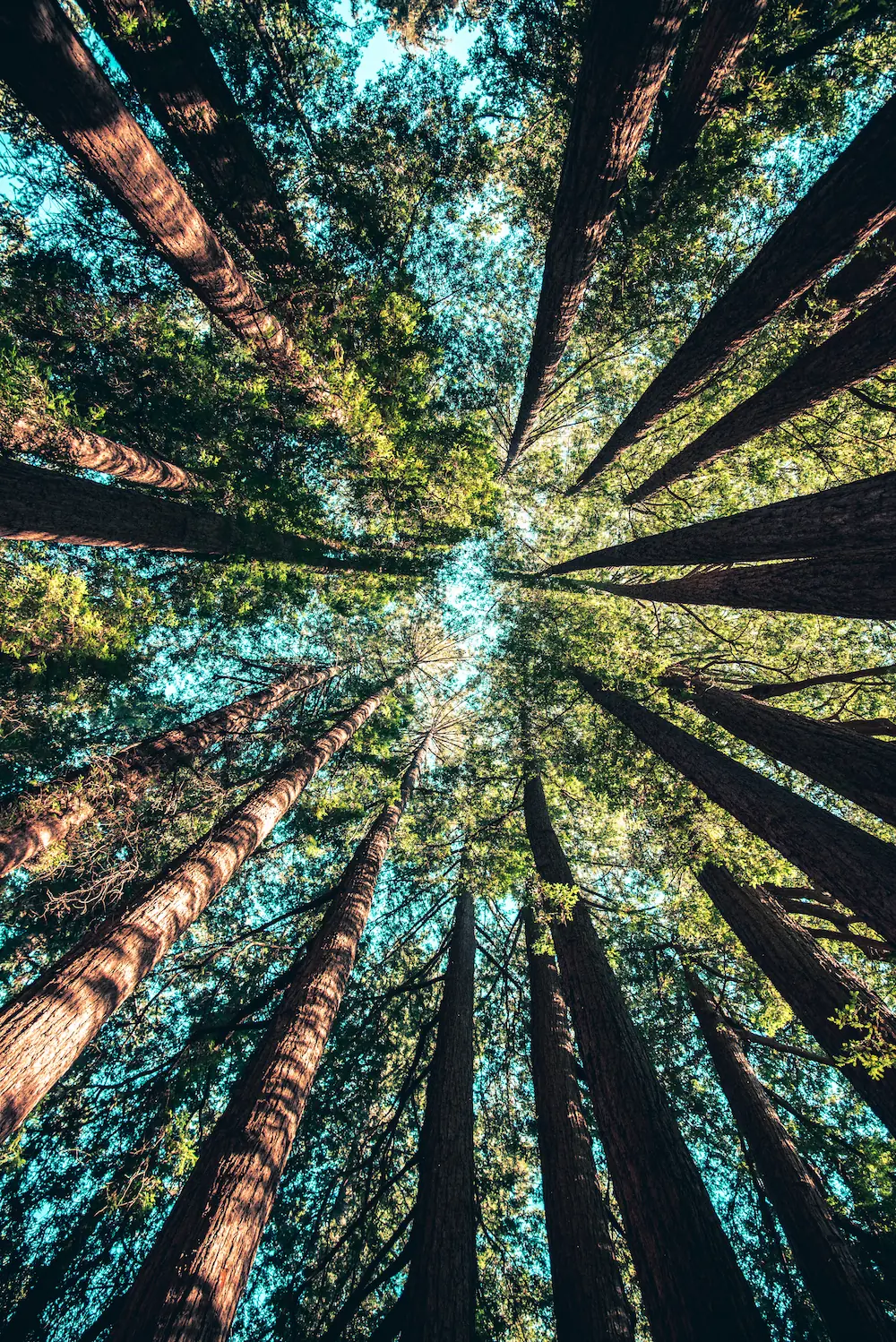 Wald von unten nach oben fotografiert - MoBe / Das Modulbett